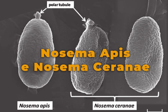 Nosema-Apis-e-Nosema-Ceranae