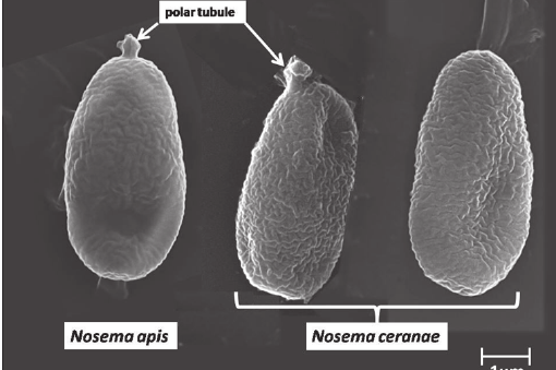 Nosema-Ceranae