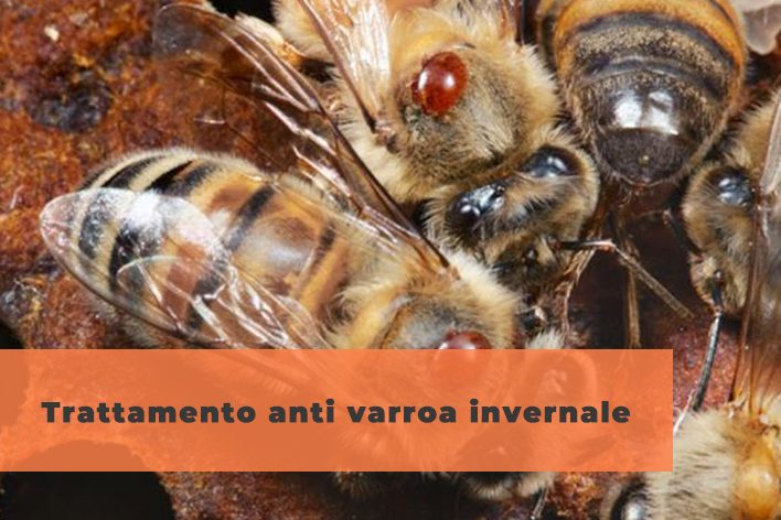 Trattamento-anti-varroa-invernale