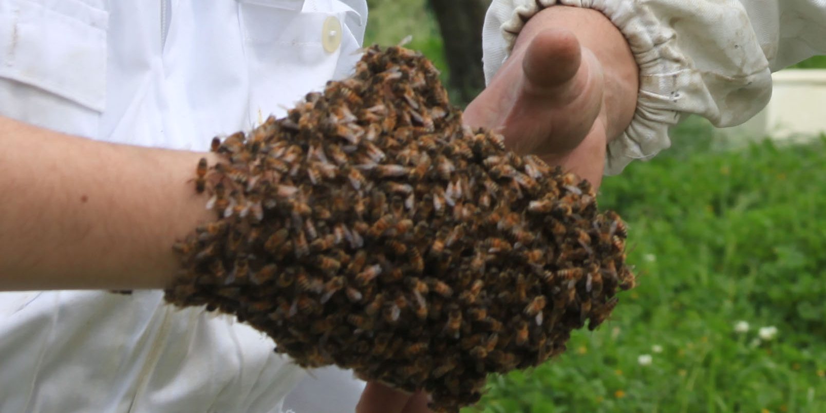 stretta-di-mano-Con-Api