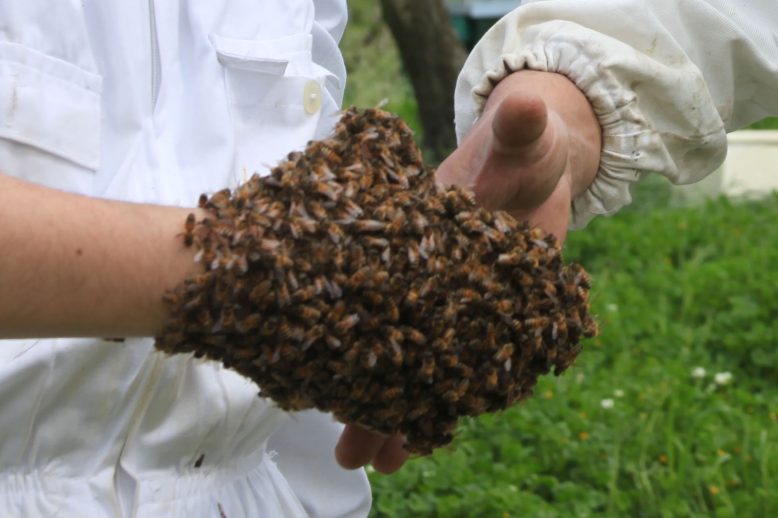 stretta-di-mano-Con-Api